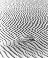 DuneSurvivorII_2010_small.jpg